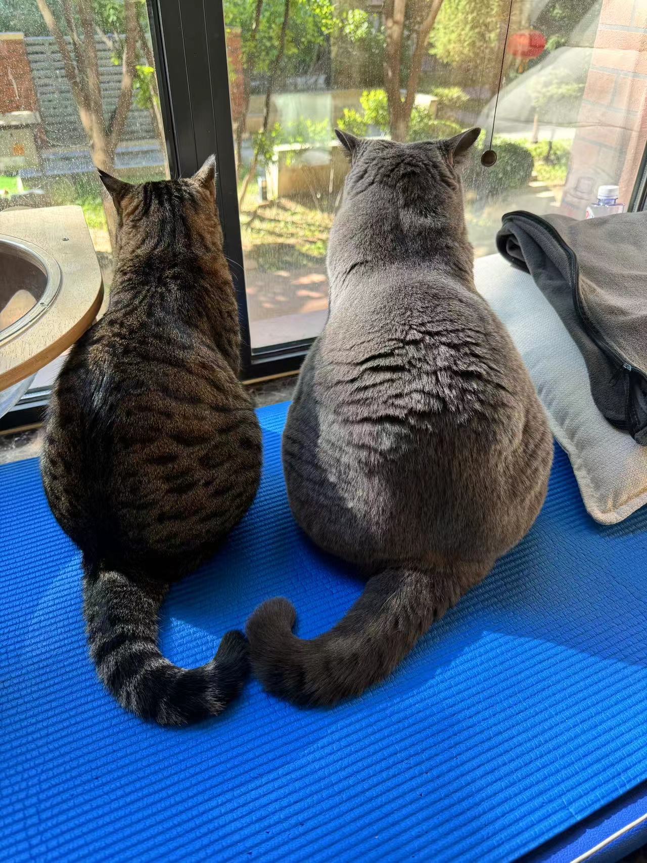 Two cats sitting by a window